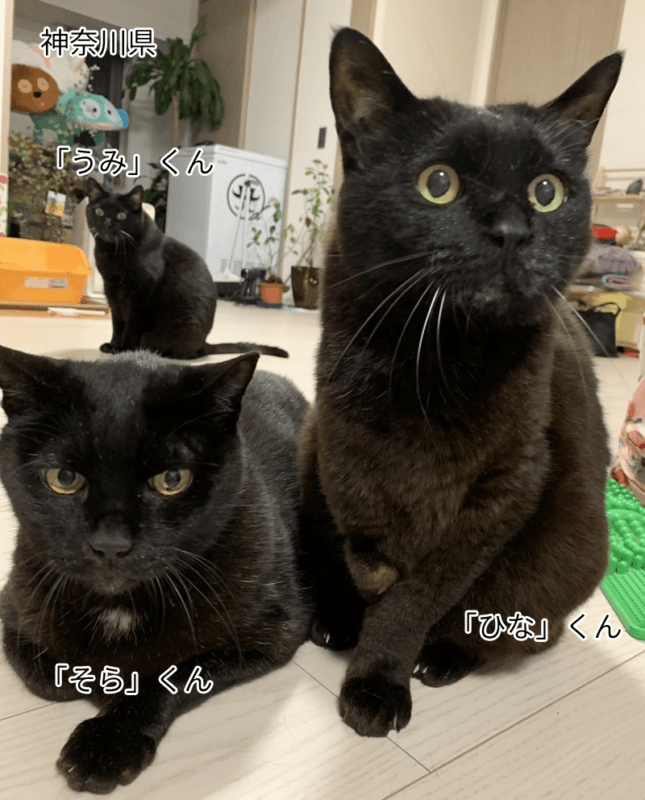 うみくん・そらくん・ひなくん