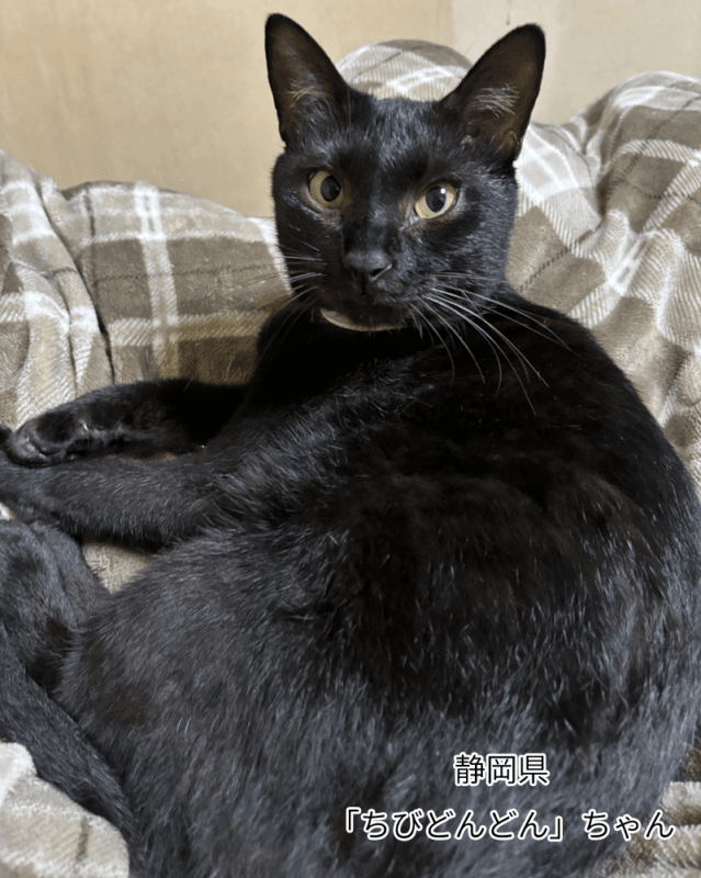 ちびどんどんちゃん