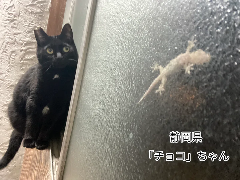 チョコちゃん