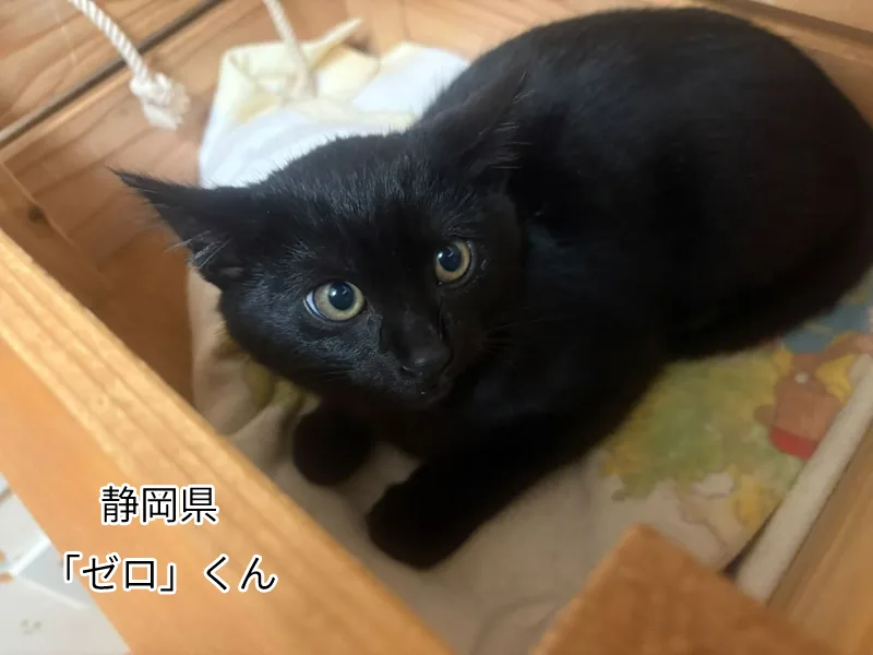 ゼロくん