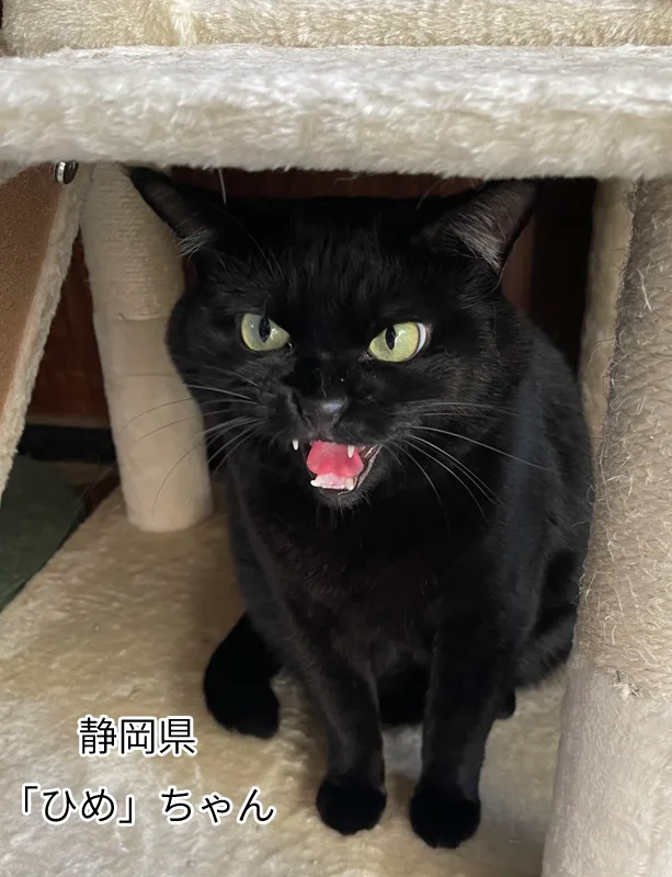 ひめちゃん