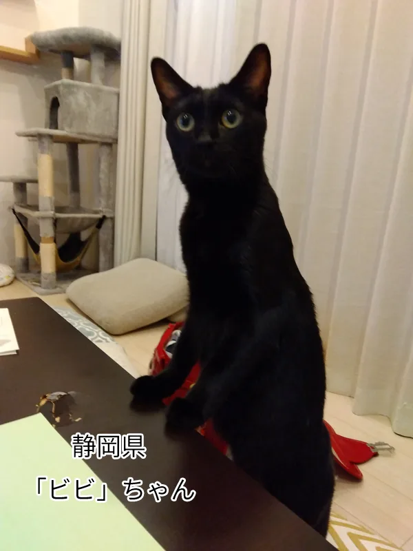 ビビちゃん