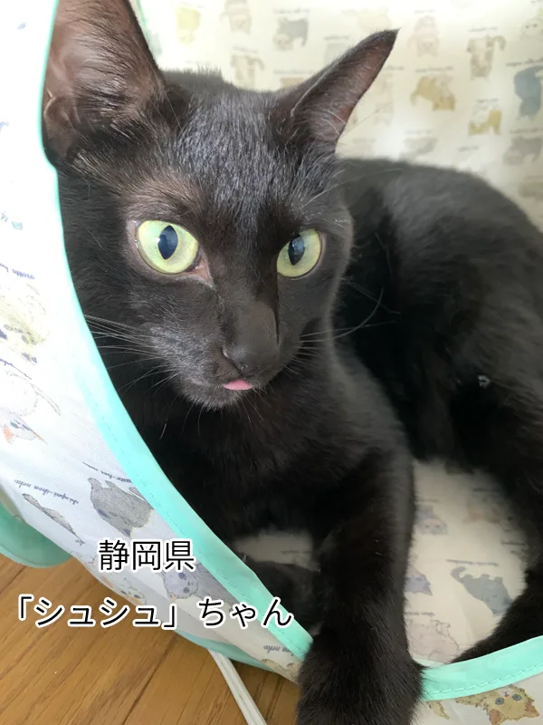 シュシュちゃん