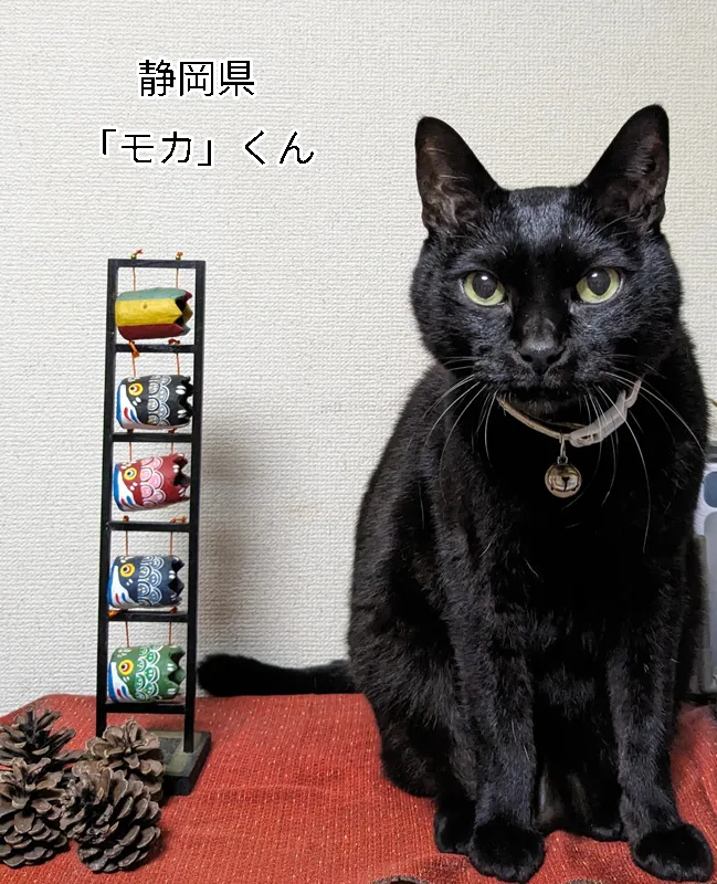 モカくん