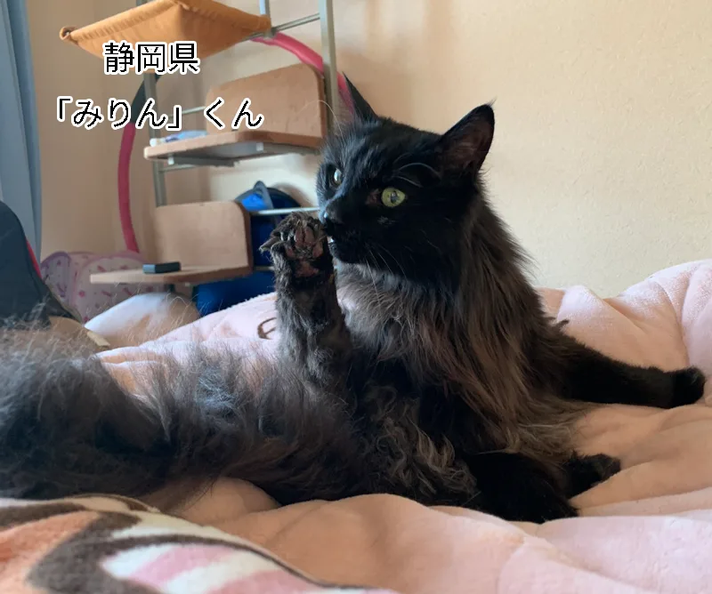 みりんくん