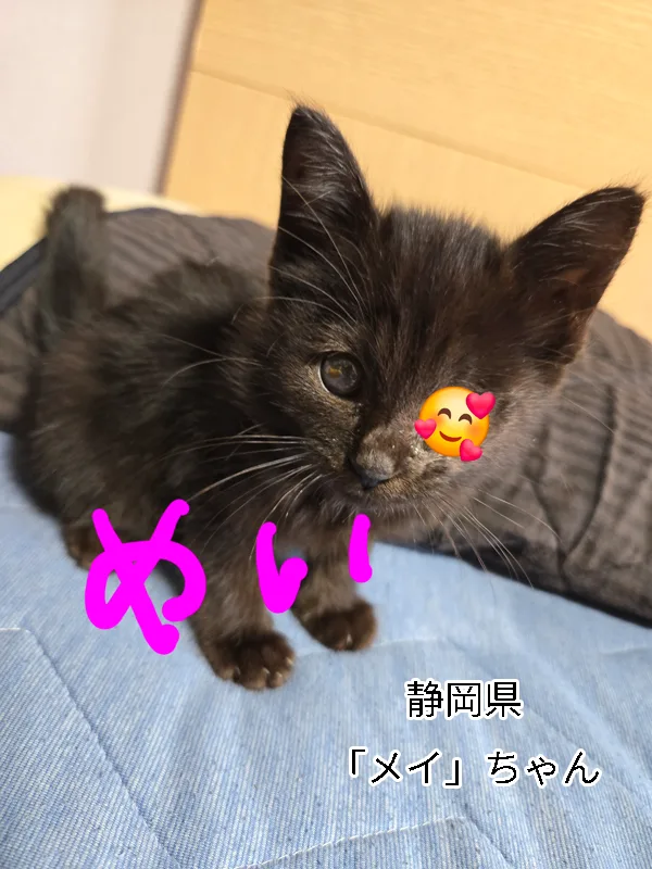 メイちゃん