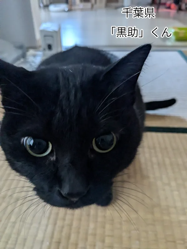 黒助くん