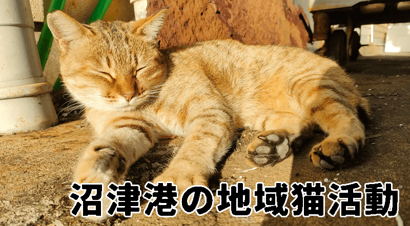 沼津港の地域猫活動