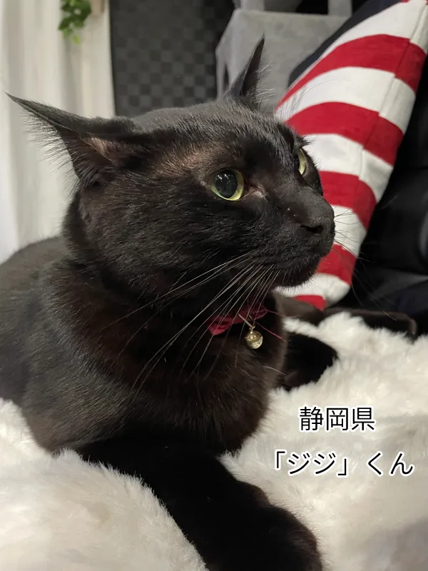 ジジくん