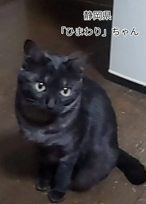 ひまわりちゃん