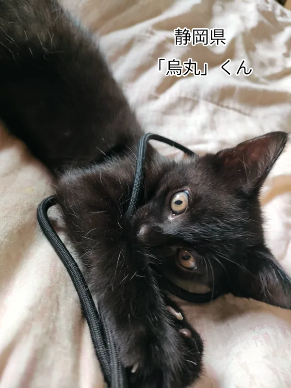 烏丸くん