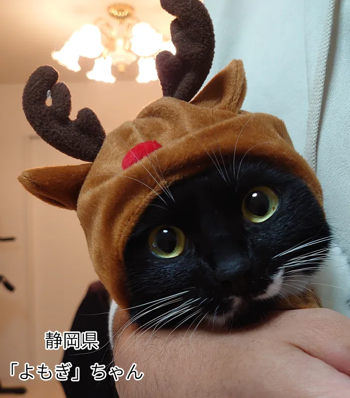 よもぎちゃん
