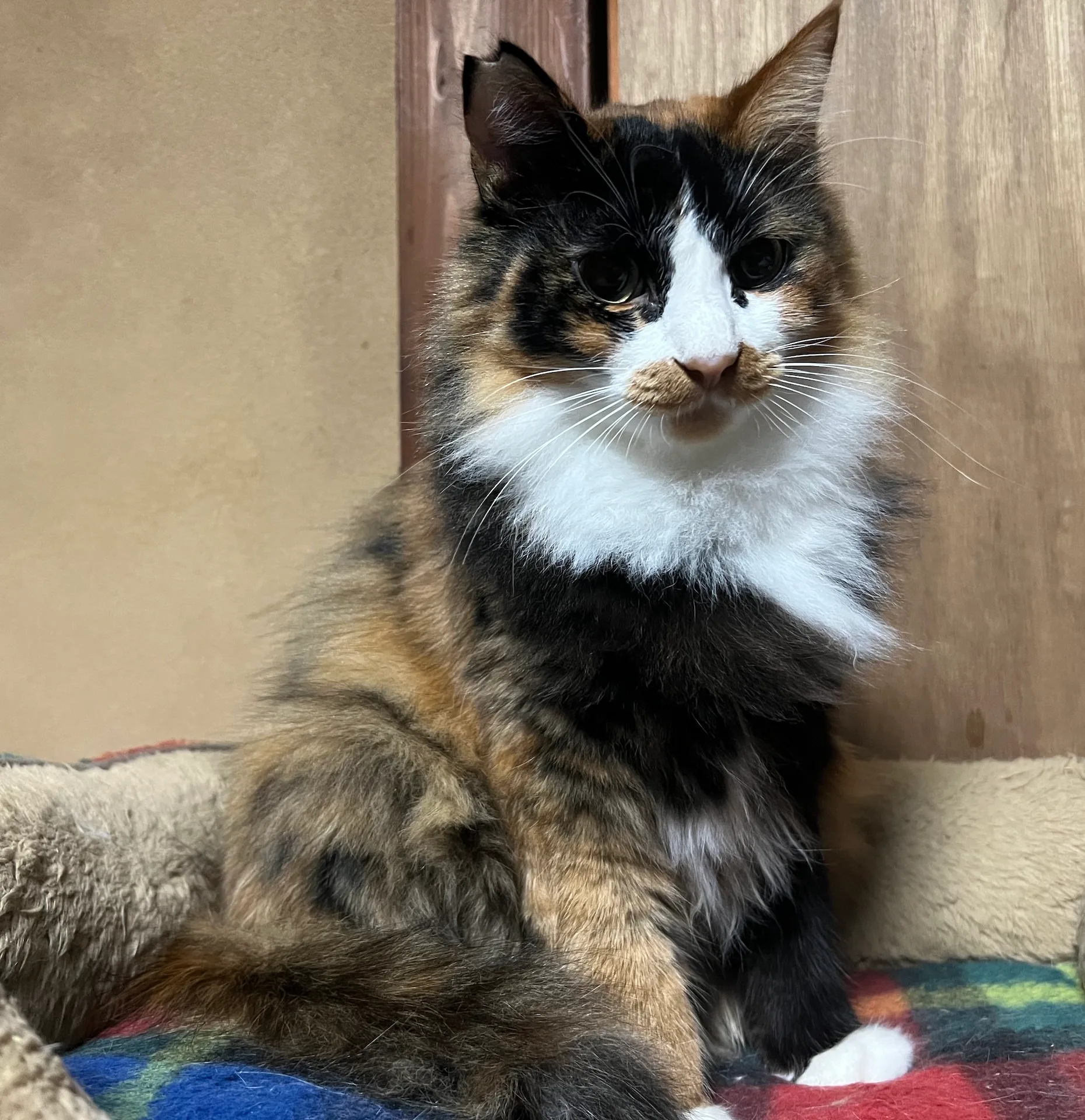 にゃーほーむ | ジューススタンドkuroneko