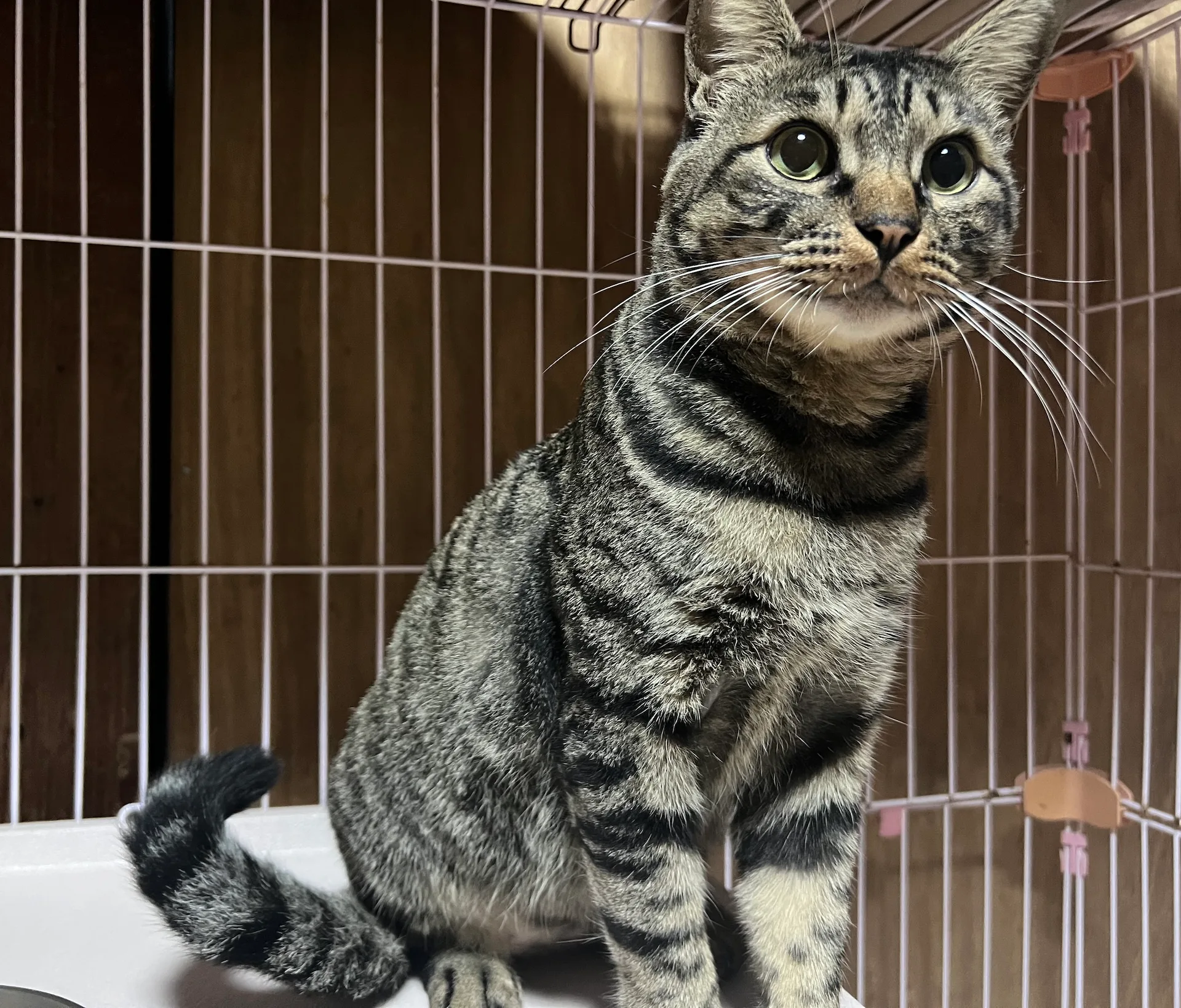 にゃーほーむ | ジューススタンドkuroneko